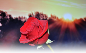flower-rose